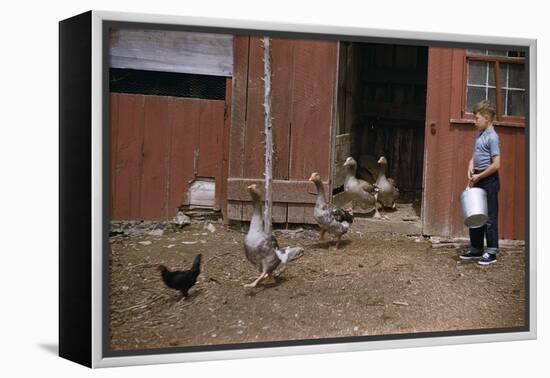 Boy Watching Geese Leave Barn-William P. Gottlieb-Framed Premier Image Canvas