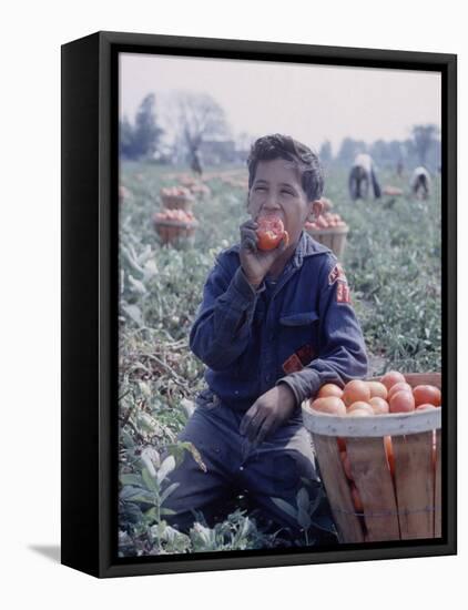 Boy Wearing an Old Scout Shirt, Eating Tomato During Harvest on Farm, Monroe, Michigan-John Loengard-Framed Premier Image Canvas