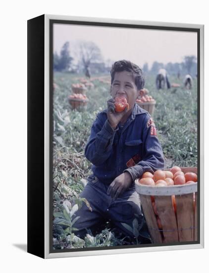 Boy Wearing an Old Scout Shirt, Eating Tomato During Harvest on Farm, Monroe, Michigan-John Loengard-Framed Premier Image Canvas