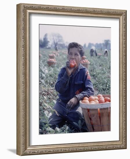 Boy Wearing an Old Scout Shirt, Eating Tomato During Harvest on Farm, Monroe, Michigan-John Loengard-Framed Photographic Print