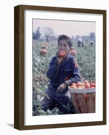 Boy Wearing an Old Scout Shirt, Eating Tomato During Harvest on Farm, Monroe, Michigan-John Loengard-Framed Photographic Print