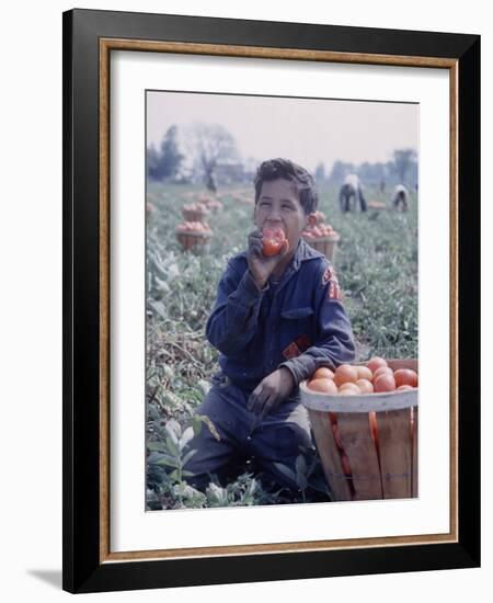 Boy Wearing an Old Scout Shirt, Eating Tomato During Harvest on Farm, Monroe, Michigan-John Loengard-Framed Photographic Print