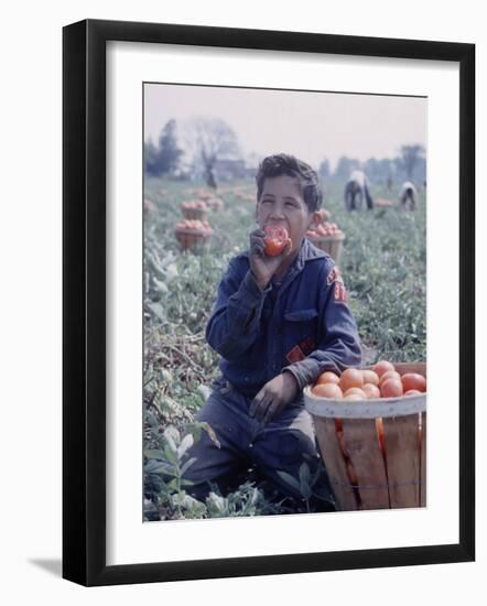 Boy Wearing an Old Scout Shirt, Eating Tomato During Harvest on Farm, Monroe, Michigan-John Loengard-Framed Photographic Print