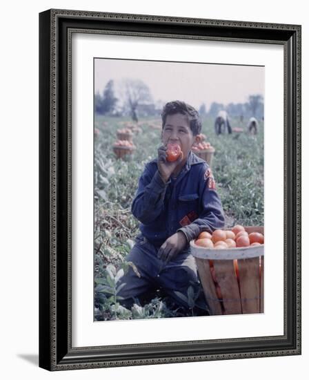 Boy Wearing an Old Scout Shirt, Eating Tomato During Harvest on Farm, Monroe, Michigan-John Loengard-Framed Photographic Print