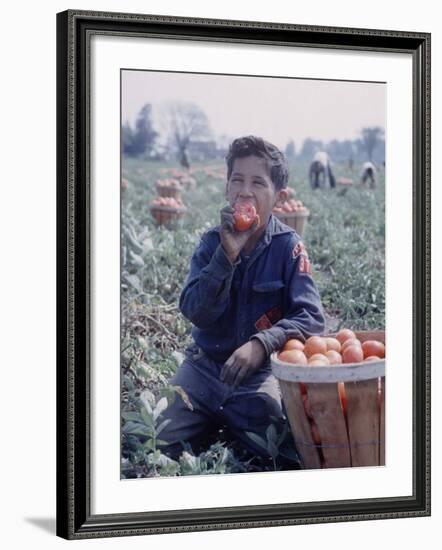 Boy Wearing an Old Scout Shirt, Eating Tomato During Harvest on Farm, Monroe, Michigan-John Loengard-Framed Photographic Print