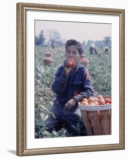 Boy Wearing an Old Scout Shirt, Eating Tomato During Harvest on Farm, Monroe, Michigan-John Loengard-Framed Photographic Print