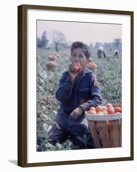 Boy Wearing an Old Scout Shirt, Eating Tomato During Harvest on Farm, Monroe, Michigan-John Loengard-Framed Photographic Print