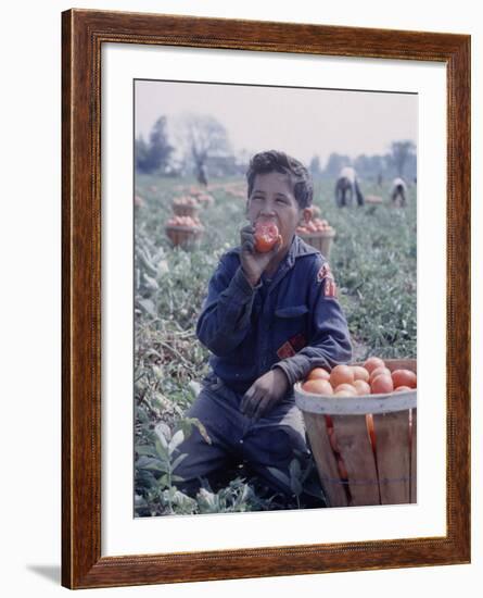 Boy Wearing an Old Scout Shirt, Eating Tomato During Harvest on Farm, Monroe, Michigan-John Loengard-Framed Photographic Print