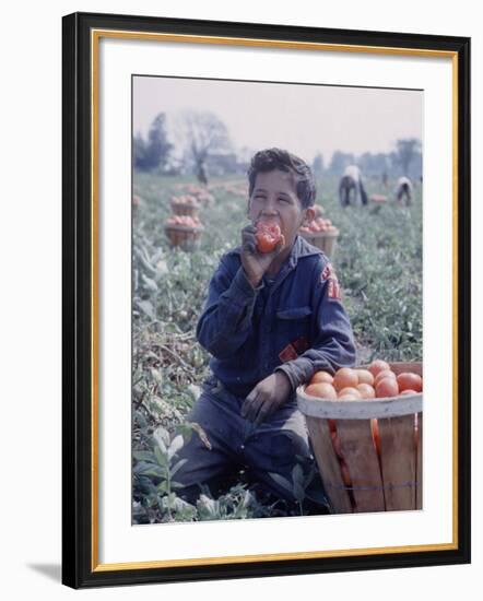 Boy Wearing an Old Scout Shirt, Eating Tomato During Harvest on Farm, Monroe, Michigan-John Loengard-Framed Photographic Print