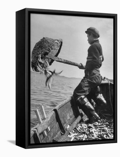 Boy Working Feverishly to Fill His Dory with Fish-null-Framed Premier Image Canvas