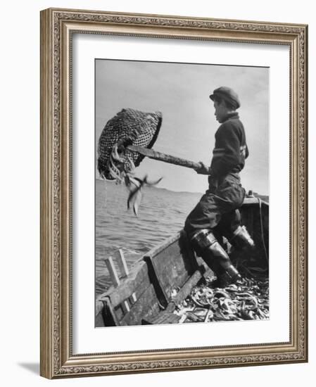 Boy Working Feverishly to Fill His Dory with Fish-null-Framed Photographic Print