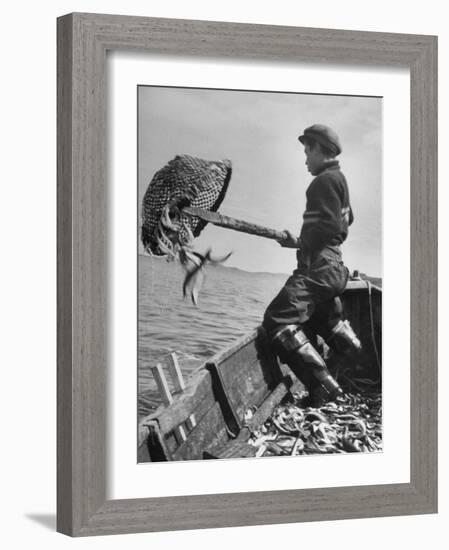 Boy Working Feverishly to Fill His Dory with Fish-null-Framed Photographic Print