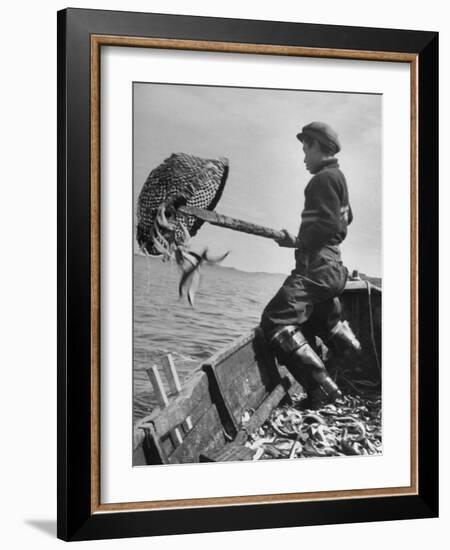 Boy Working Feverishly to Fill His Dory with Fish-null-Framed Photographic Print