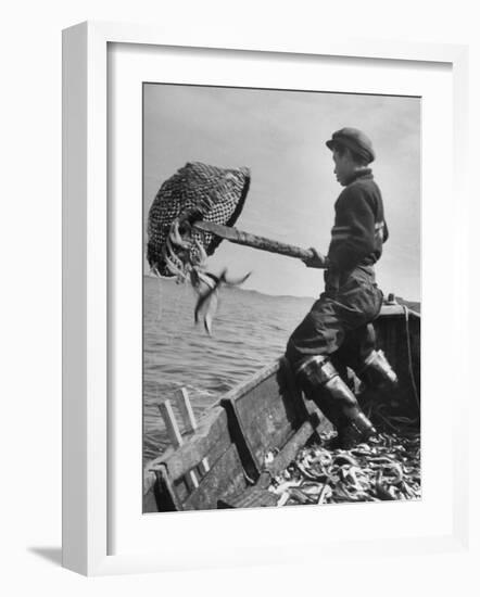 Boy Working Feverishly to Fill His Dory with Fish-null-Framed Photographic Print