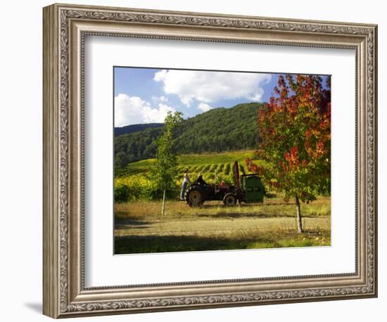 Boynton's of Bright Vineyard, near Bright, Victoria, Australia-David Wall-Framed Photographic Print