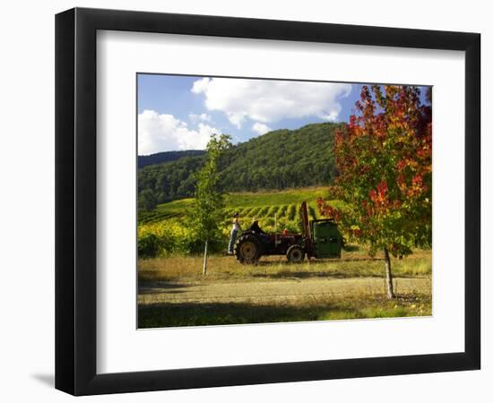 Boynton's of Bright Vineyard, near Bright, Victoria, Australia-David Wall-Framed Photographic Print