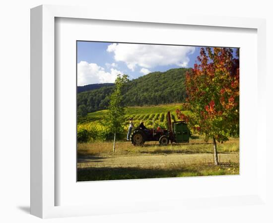 Boynton's of Bright Vineyard, near Bright, Victoria, Australia-David Wall-Framed Photographic Print