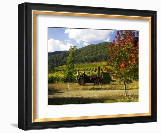 Boynton's of Bright Vineyard, near Bright, Victoria, Australia-David Wall-Framed Photographic Print