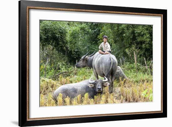 Boys are Taking Care of the Family Buffaloes. Sapa Region. Vietnam-Tom Norring-Framed Photographic Print