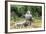 Boys are Taking Care of the Family Buffaloes. Sapa Region. Vietnam-Tom Norring-Framed Photographic Print