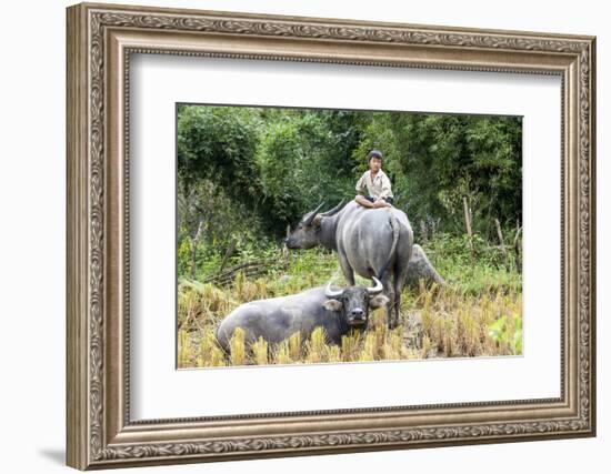 Boys are Taking Care of the Family Buffaloes. Sapa Region. Vietnam-Tom Norring-Framed Photographic Print
