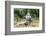 Boys are Taking Care of the Family Buffaloes. Sapa Region. Vietnam-Tom Norring-Framed Photographic Print