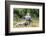 Boys are Taking Care of the Family Buffaloes. Sapa Region. Vietnam-Tom Norring-Framed Photographic Print