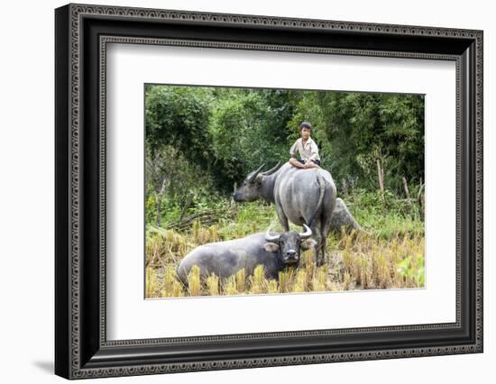 Boys are Taking Care of the Family Buffaloes. Sapa Region. Vietnam-Tom Norring-Framed Photographic Print