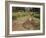 Boys Fishing Around the Temples of Angkor, Cambodia, Indochina, Southeast Asia-Andrew Mcconnell-Framed Photographic Print