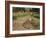 Boys Fishing Around the Temples of Angkor, Cambodia, Indochina, Southeast Asia-Andrew Mcconnell-Framed Photographic Print