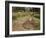 Boys Fishing Around the Temples of Angkor, Cambodia, Indochina, Southeast Asia-Andrew Mcconnell-Framed Photographic Print