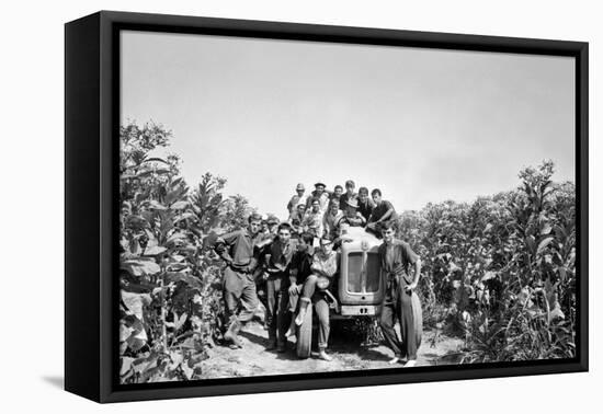 Boys on a Tractor on a Tobacco Field-Sergio del Grande-Framed Premier Image Canvas