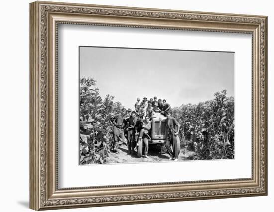 Boys on a Tractor on a Tobacco Field-Sergio del Grande-Framed Photographic Print