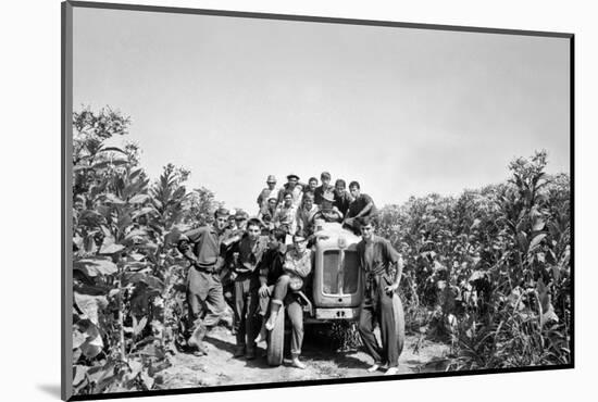 Boys on a Tractor on a Tobacco Field-Sergio del Grande-Mounted Photographic Print