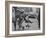 Boys Skateboarding in the Streets-Bill Eppridge-Framed Photographic Print