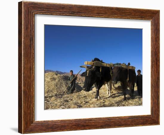 Boys Threshing with Oxen, Bamiyan, Bamiyan Province, Afghanistan-Jane Sweeney-Framed Photographic Print