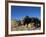 Boys Threshing with Oxen, Bamiyan, Bamiyan Province, Afghanistan-Jane Sweeney-Framed Photographic Print