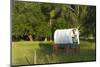 Bozeman, Montana, Sheep and Stagecoach in Beautiful Green Fields-Bill Bachmann-Mounted Photographic Print