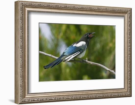 Bozeman, Montana, USA. Black-billed magpie vocalizing.-Janet Horton-Framed Photographic Print