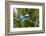 Bozeman, Montana, USA. Black-billed magpie vocalizing.-Janet Horton-Framed Photographic Print