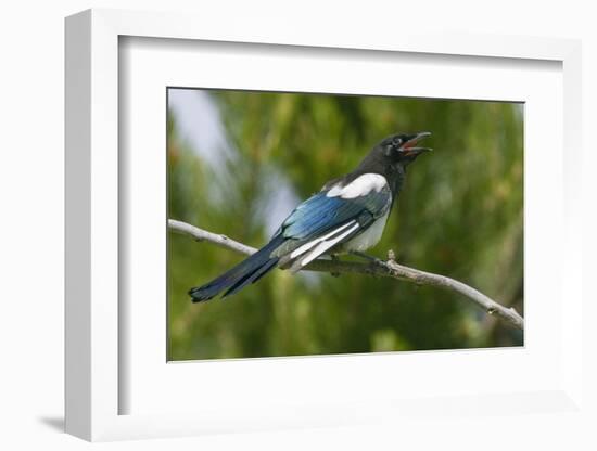 Bozeman, Montana, USA. Black-billed magpie vocalizing.-Janet Horton-Framed Photographic Print