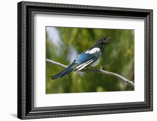 Bozeman, Montana, USA. Black-billed magpie vocalizing.-Janet Horton-Framed Photographic Print