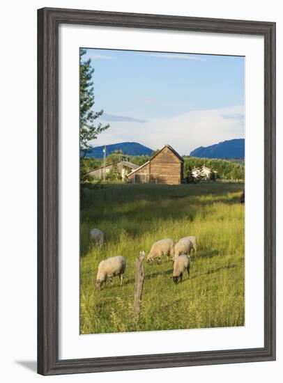 Bozeman, Montana, View of Sheep and Barn in Beautiful Green Fields-Bill Bachmann-Framed Photographic Print