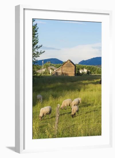 Bozeman, Montana, View of Sheep and Barn in Beautiful Green Fields-Bill Bachmann-Framed Photographic Print