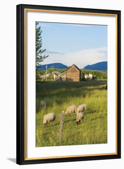 Bozeman, Montana, View of Sheep and Barn in Beautiful Green Fields-Bill Bachmann-Framed Photographic Print