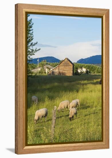 Bozeman, Montana, View of Sheep and Barn in Beautiful Green Fields-Bill Bachmann-Framed Premier Image Canvas