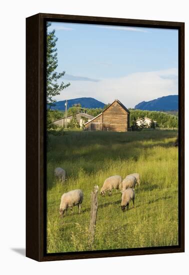 Bozeman, Montana, View of Sheep and Barn in Beautiful Green Fields-Bill Bachmann-Framed Premier Image Canvas