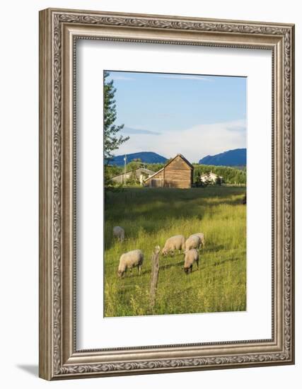 Bozeman, Montana, View of Sheep and Barn in Beautiful Green Fields-Bill Bachmann-Framed Photographic Print