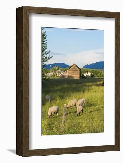 Bozeman, Montana, View of Sheep and Barn in Beautiful Green Fields-Bill Bachmann-Framed Photographic Print