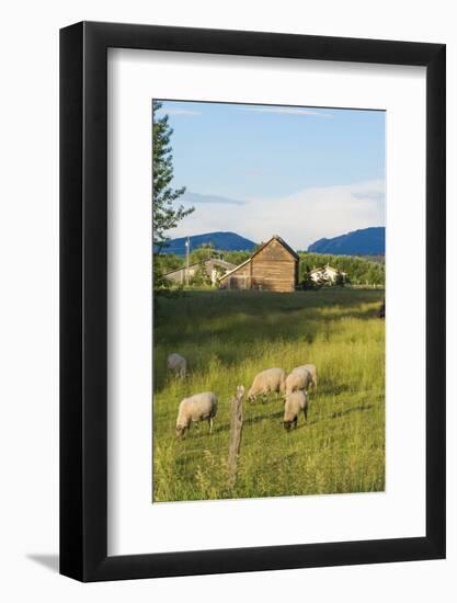 Bozeman, Montana, View of Sheep and Barn in Beautiful Green Fields-Bill Bachmann-Framed Photographic Print